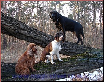 V Koln je to o, je tam spousta kamard.
Kok slena Peggy a labrador John.

Johnk mi pipomn z domova Oma. Je taky takov pytlk a klo se nech tahat i za ui.
Jen narozdl od Omara se ned vyhecovat k dn honice a rychlejmu pohybu. 
On si prost v kldku capk.


